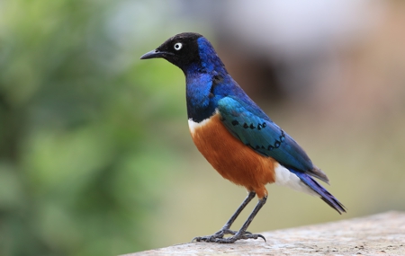 Africa Bird